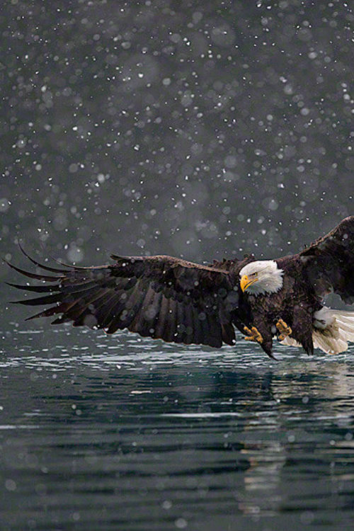 ternpest:  Bald Eagle Winter Dreamscape by Christopher Dodds