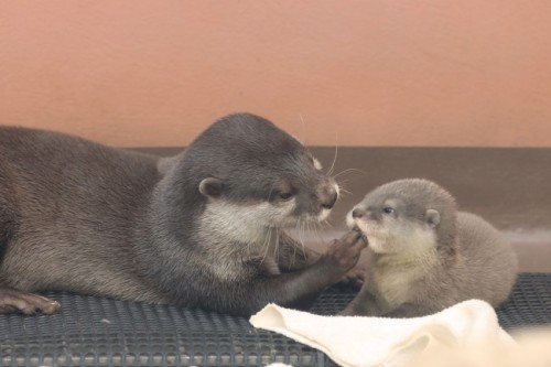 putonyourcutesuit:  One Otter Parent Wipes the Pup’s Mouth and the Other Pulls a Blanket Over Him (via The Daily Otter) 
