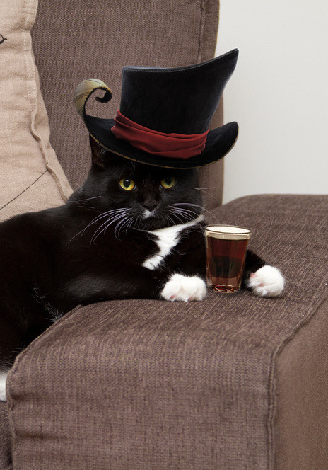 bunnyfood:  Indeed. (via mostlycatsmostly:The Life of Tom)  I need this cat to hang