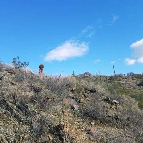 I feel pretty lucky to have met two fasciated or crested saguaros in the wild- this is my second, wh