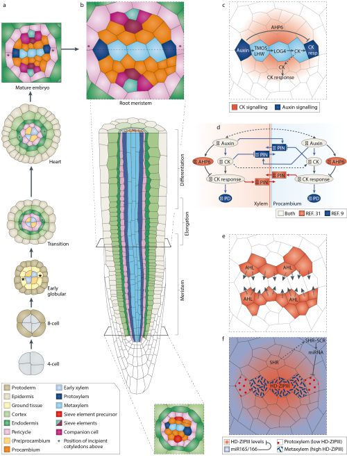 designinbiology: Regulatory networks controlling early vascular developmentby NATURE REVIEWS - MOLEC