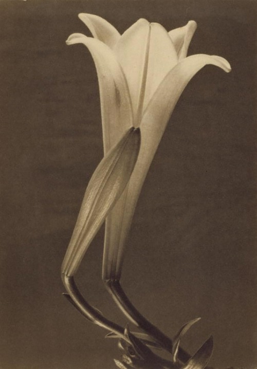 Tina Modotti, No. 1, 1925. Platinum print. Mexico/USA. Getty Open Content
