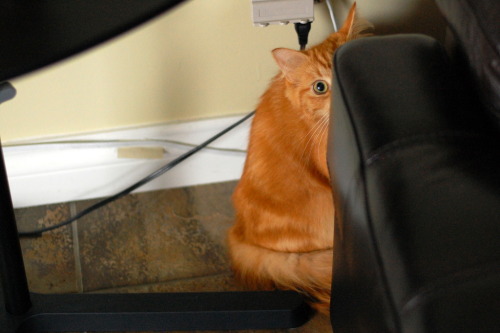 pabuthefirecat:pabuthefirecat:Pabu the stealthy cattbt
