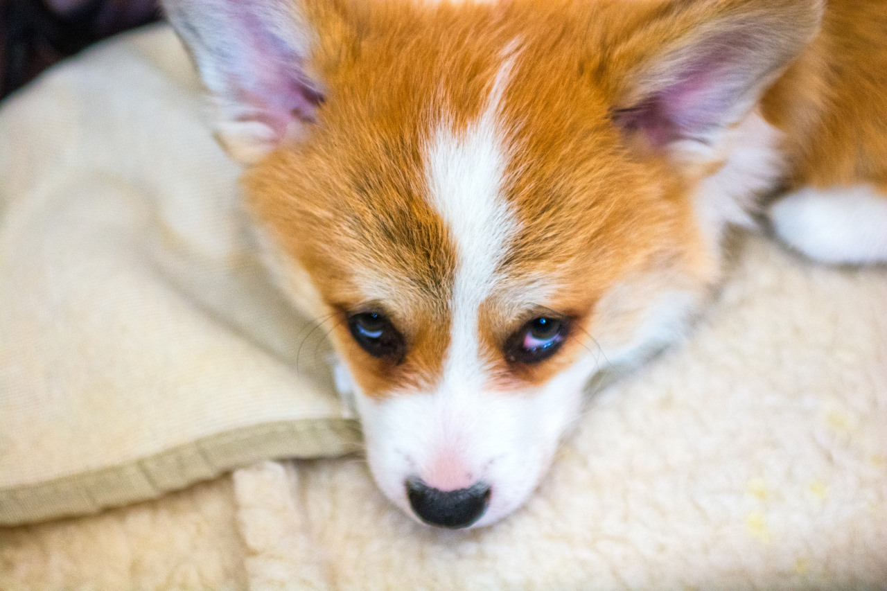 corgis-everywhere:  Floyd, from Italy 