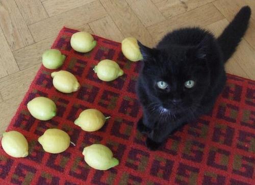 lildicktornado:  cat is sad because life has given him many, many lemons & he cannot use them to make lemonade because he is a cat.   