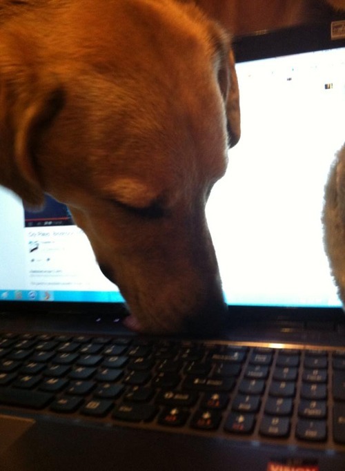 racingbarakarts:  racingbarakarts:  If my dog wants my attention, she quickly licks my mute button on my laptop so my music will shut off and i will pet her   im not kidding 