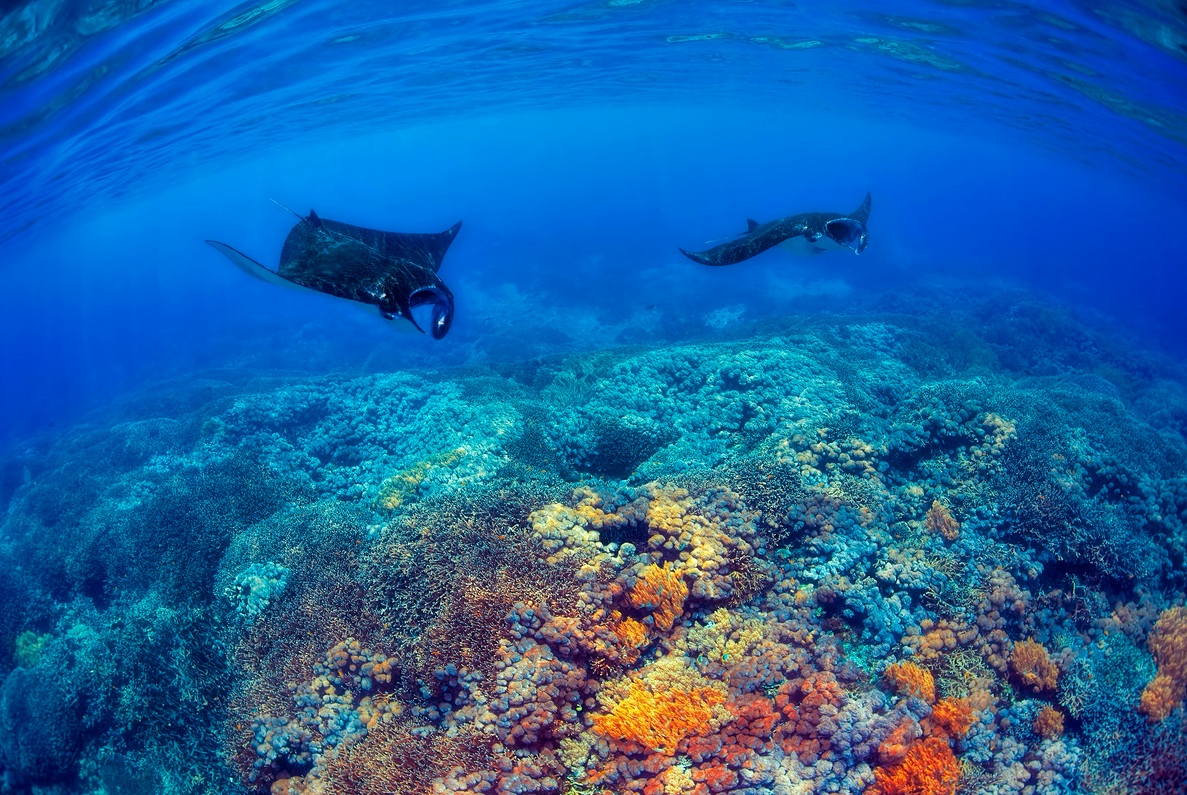 thelovelyseas:  Mantas above a coral reef in the blue Komodo waters   by Kjersti