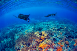 Thelovelyseas:  Mantas Above A Coral Reef In The Blue Komodo Waters   By Kjersti