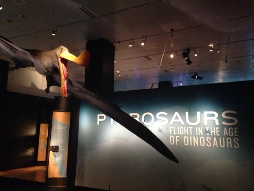 mechamania:Went to the American museum if natural history with my father to see the new Pterosaur ex