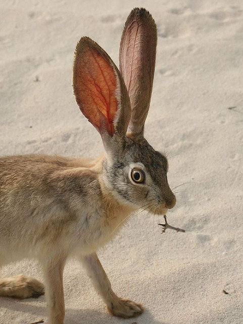 libutron:
“Cape Hare - Lepus capensis
The Cape hare, scientifically named Lepus capensis (Lagomorpha - Leporidae), is a typical hare in appearance, with long, slender limbs, large hind feet, a short tail, large eyes and large ears.
The backs of the...