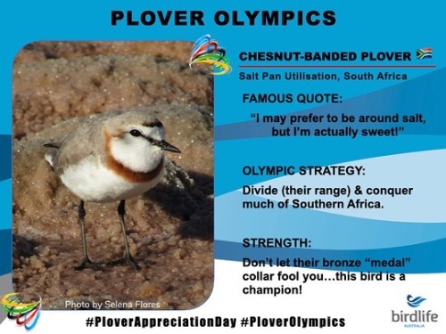 Today’s the day, y’all…#PloverAppreciationDay!!! And @birdlife_hoodie has taken the lead on this yea