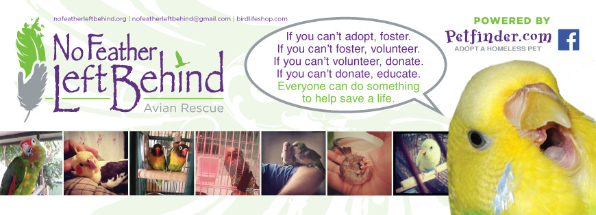 avianawareness:  avianawareness:  PLEASE SHARE!We’ve been getting calls from loving