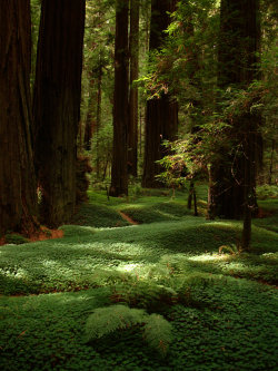 earthunboxed-blog:Redwood forest in California