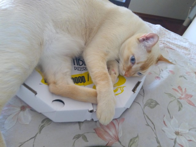 catasters: