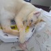 catasters: