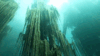 lionfloss:Underwater Forest, Kazakhstan