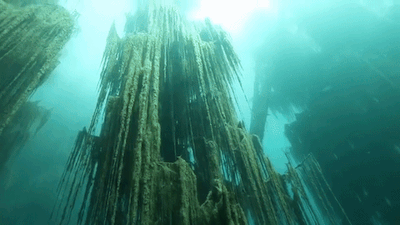 lionfloss:Underwater Forest, Kazakhstan