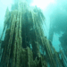 lionfloss:Underwater Forest, Kazakhstan
