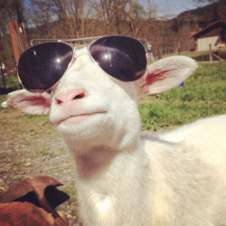 babyanimalgifs:  DON’T GOAT TIME FOR THE