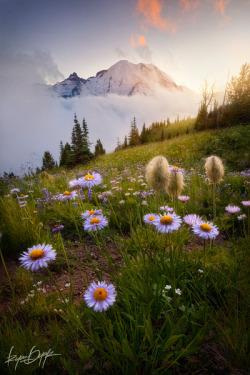 woodendreams:  (by Ryan Dyar) 