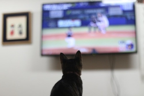 【画像多数】野球中継に夢中になる猫がかわいすぎるｗｗｗｗｗｗｗｗ