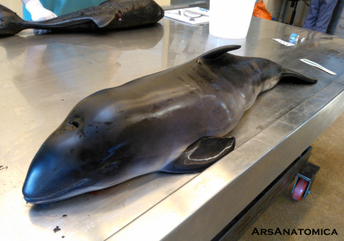 arsanatomica:I recently had the opportunity to observe a harbor porpoise necropsy. This little guy w