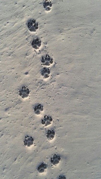 footprints