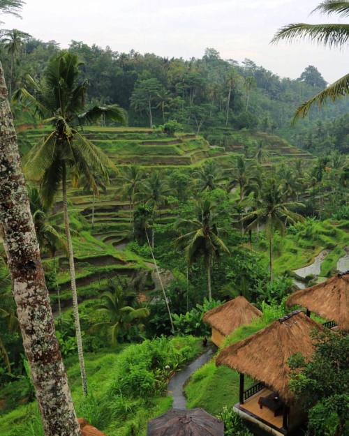 marc12012:  A captivating view of rice fields ⛰ à: Tegalalang Rice Fields #tegalalang #ricefields #u