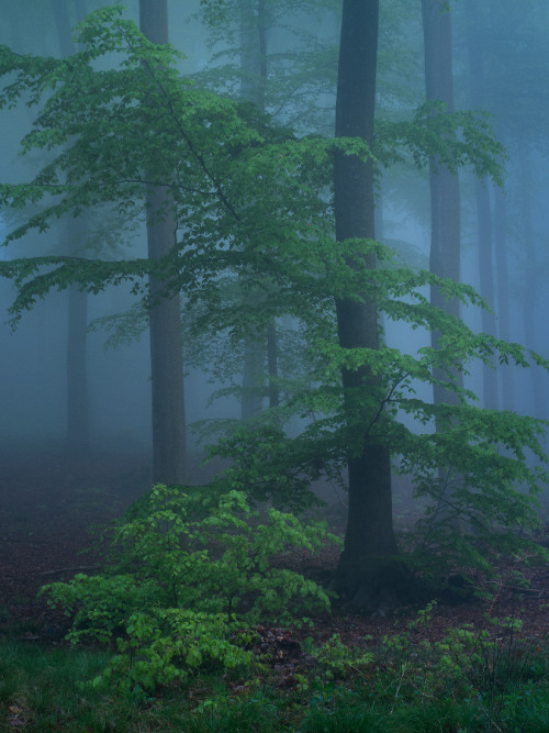 Früh am Morgen bei Nebel im Wald by Felix Wesch