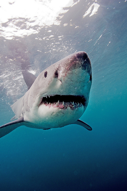 flowerling:  Aquar.IMAX.great white4 | Maritime Aquarium at Norwalk 