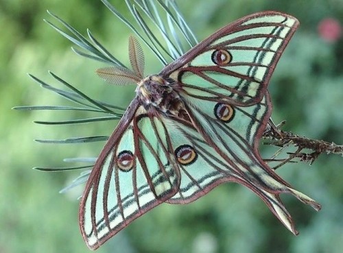 Graellsia Isabellae, The Spanish Moon Moth, Is In The Silkmoth Family Saturniidae. It Is The Only Species
