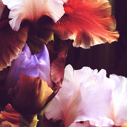 calanthesfeuillemort:  Flowers I Love: the Bearded Iris 