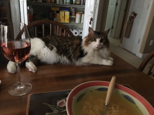 garrus-vakkarian: Ramen, cheap Rosé, and my kitty… Im living my best life