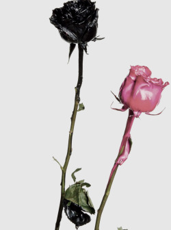 rondraper:     &ldquo;Rose noire&rdquo; by Inez &amp; Vinoodh for Vogue Paris October 2013  