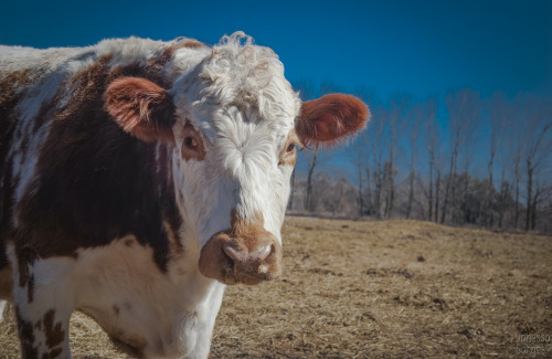 Wishing Well Sanctuary, in Bradford, Ontario, has started having their tour days.  They are trying o