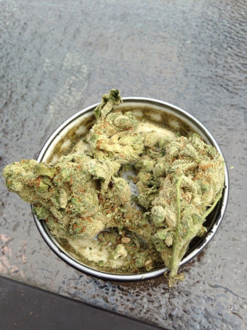 stoned-baked-whatever:  Oh good lawd