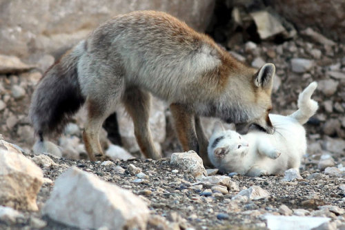 blua: A cat and fox became two unlikely best friends that share a territory and hunt toget
