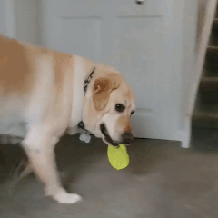 Dog Stimboard