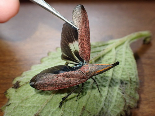 Bigsnout Lanternfly, Zanna Turrita, Fulgoridae
