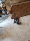 trashboat:peachesmelba:trashboat:valkyri-anna:trashboat:post your stupid as hell animal picsMy fat idiot son who I love got stuck under a couchfantastic. bless his heart. let me see something even stupiderHe got stuck between the screen and the window