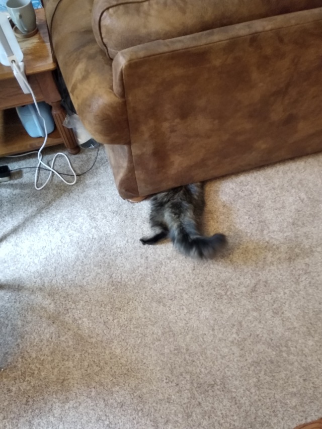 trashboat:peachesmelba:trashboat:valkyri-anna:trashboat:post your stupid as hell animal picsMy fat idiot son who I love got stuck under a couchfantastic. bless his heart. let me see something even stupiderHe got stuck between the screen and the window