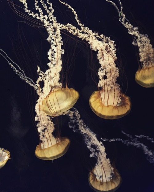 My moment of zen. #touristing #jellyfish #moa #minneapolis #bloomington (at SEA LIFE Aquarium) https