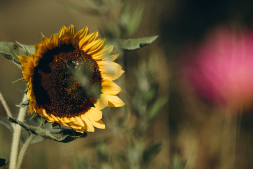 macrophotography