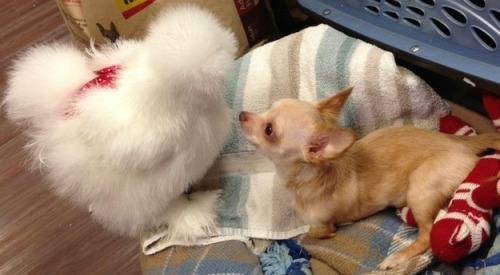 sad-herbivore:  In case you’re having a bad day, meet Roo, the two-legged chihuahua, and Penny, the fluffy chicken, who just happen to be best friends. Both were rescued by Duluth Animal Hospital and now spend their days together. 
