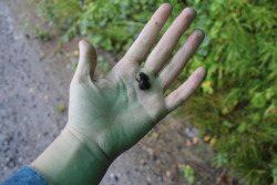 plantcosmos:  today i spent 15 minutes in the rain escorting tiny frogs off the road 