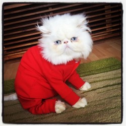 persiancatworld:  #persiancat on ig by http://ift.tt/1fefBAJ 