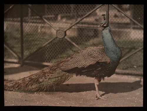 Peacock by Lumière, 1907  