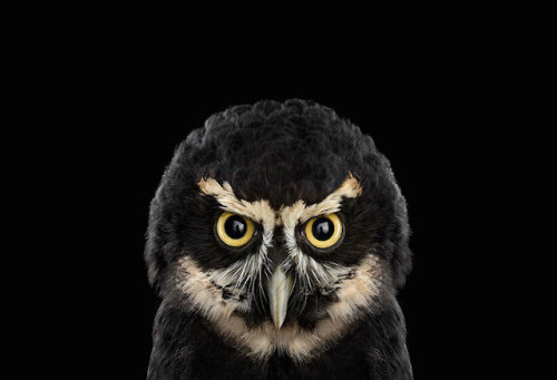 nevver:  Looking out for you,  Brad Wilson