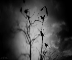 leparfumdeladame-en-noir:   Le soir, les oiseaux repassentcomme des remords.Ils obscurcissent le ciel     François Jacqmin, Traité de la poussière    https://painted-face.com/