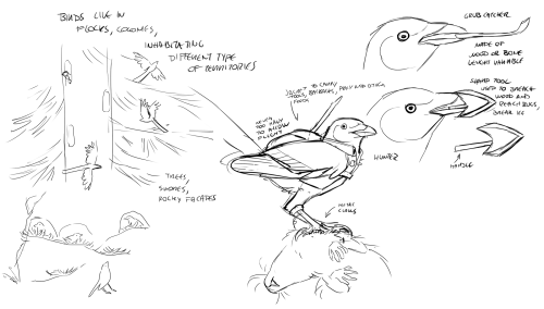 more from my birds. not so sure about the corvid’s coloration tho, that might change, it’s based off